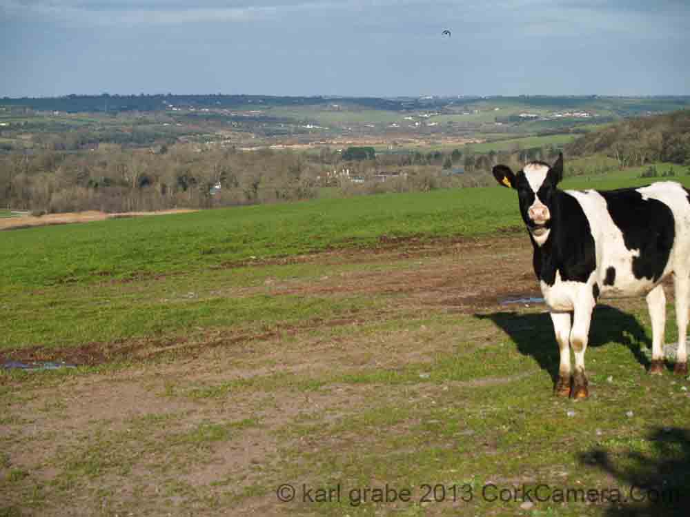 KG180101 cow with blarney lake