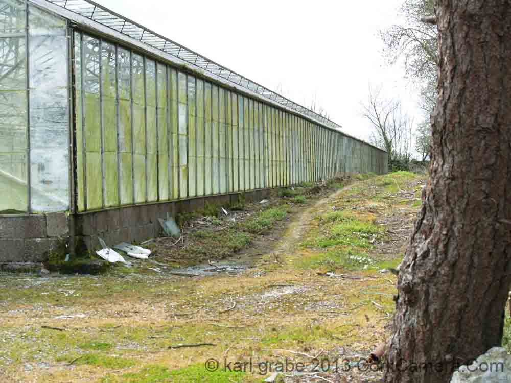 KG230174 kerry pike glasshouses