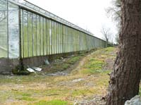 KG230174 kerry pike glasshouses